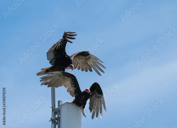Obraz vulture in flight