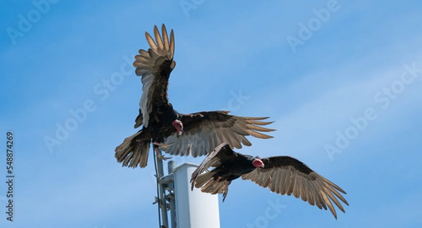Obraz vulture in flight