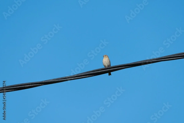 Obraz bird on a wire