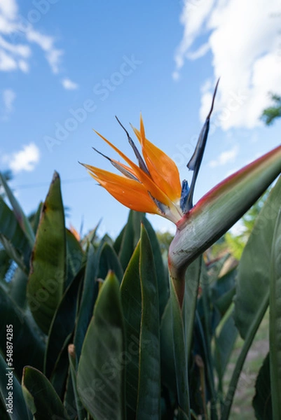 Obraz flower and sky