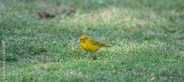 Obraz bird on the grass