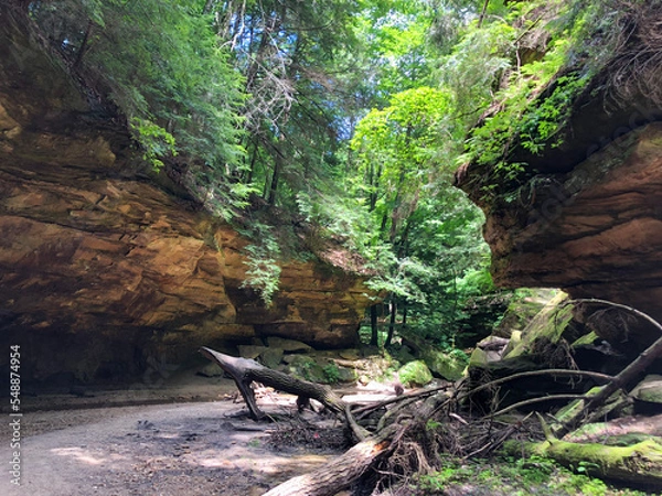 Obraz tree in the woods