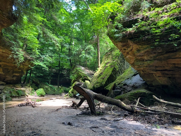 Obraz bench in the forest