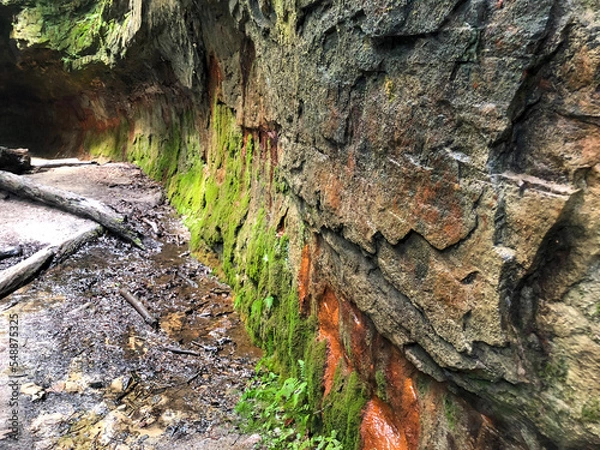 Fototapeta bark of tree