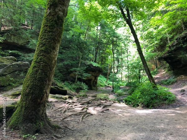 Fototapeta path in the forest