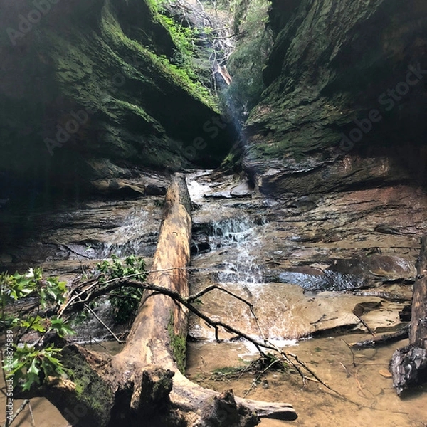 Obraz tree in the mountains