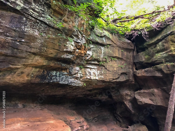 Obraz spider on a tree