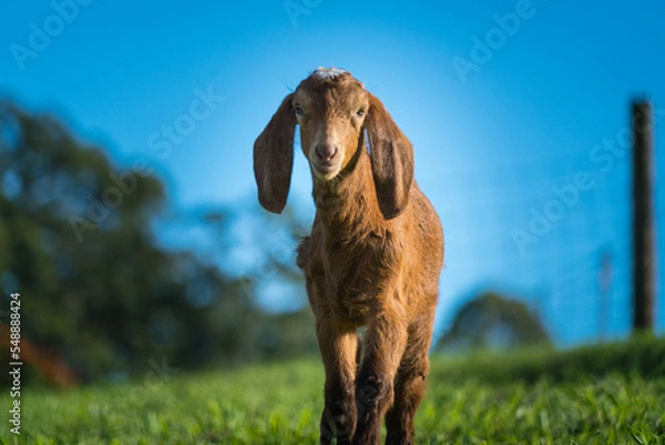 Obraz goat on the meadow