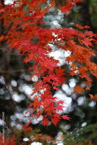 Obraz 紅葉