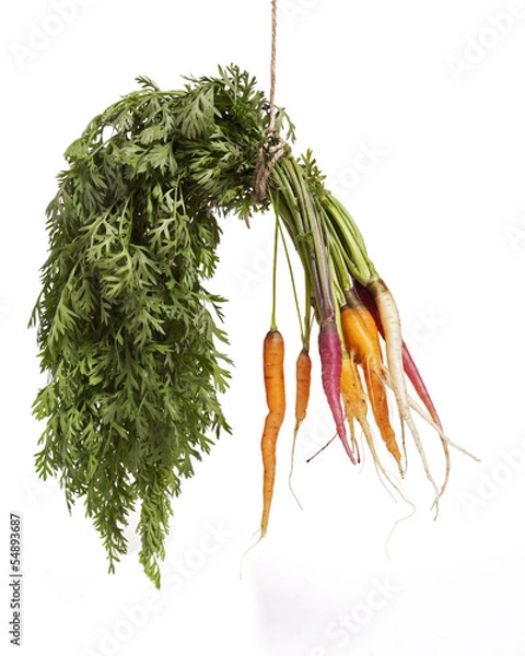 Obraz Hanging Carrots
