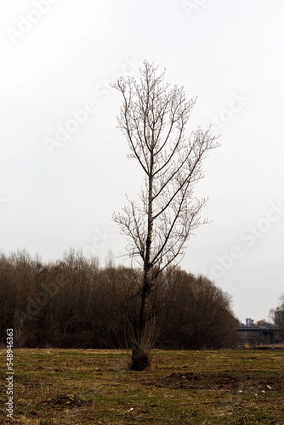 Obraz Single tree on a grass field