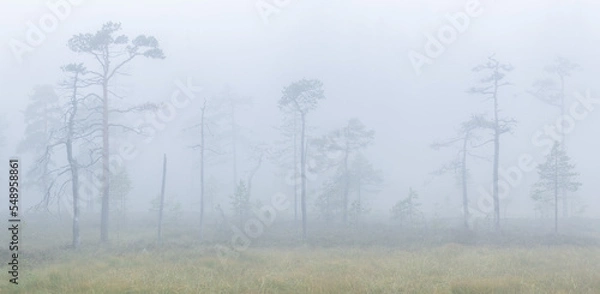 Fototapeta the Nature of Skuleskogen National Park