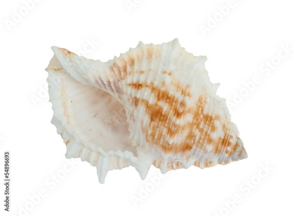 Fototapeta sea shell .