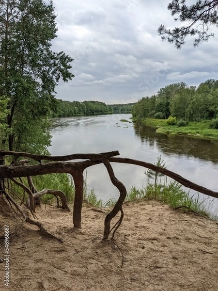 Fototapeta tree root against the backdrop of a wide river in summer