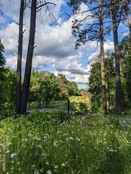 Fototapeta glade in the park and blue sky with bright clouds in summer