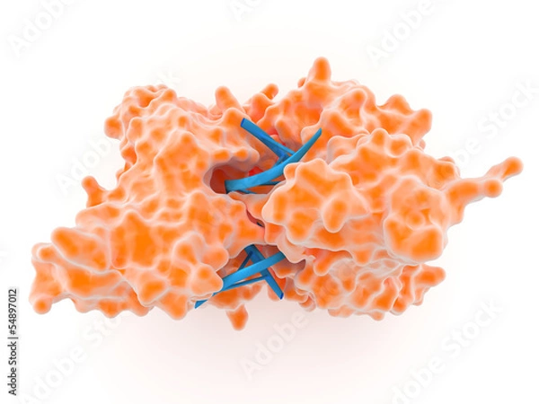 Obraz Enzym restrykcyjny