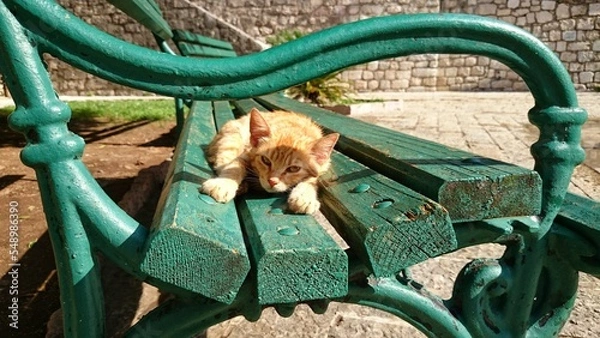 Fototapeta Orange kitten relaxing on a green park bench in the sun while looking into the camera