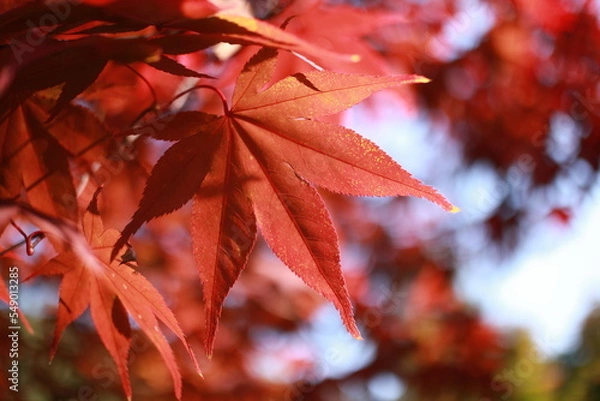 Obraz red maple leaves