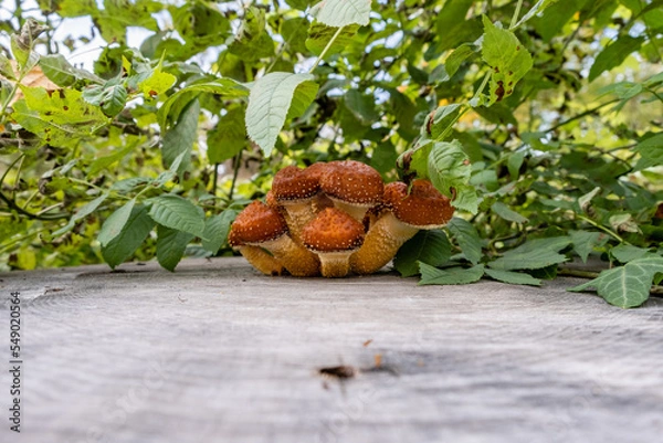 Obraz Mushrooms (Armillaria) on a tree stump