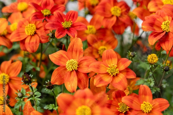 Obraz Close-up of beggarticks (Bidens sp.) flowers
