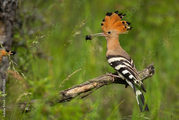 Fototapeta Eurasian hoopoe, upupa epops, sitting on branch in summer from side. Orange bird with crest holding insect in beak. Colorful feathered animal eating bug on glade.