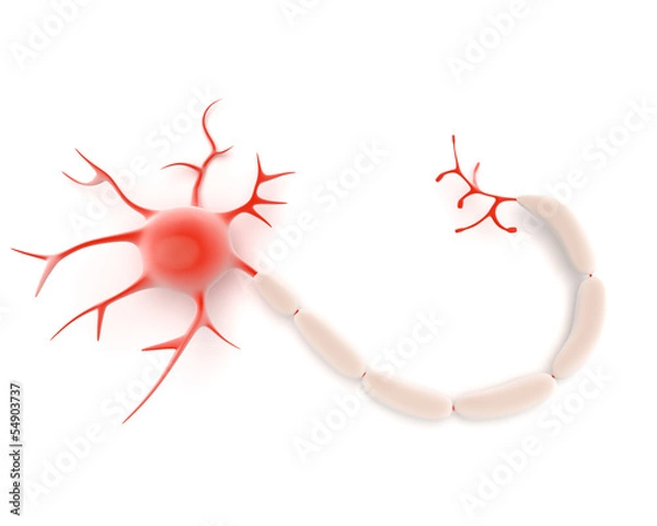 Obraz Neuron or nerve cell