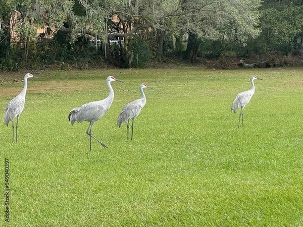 Obraz cranes in the lake