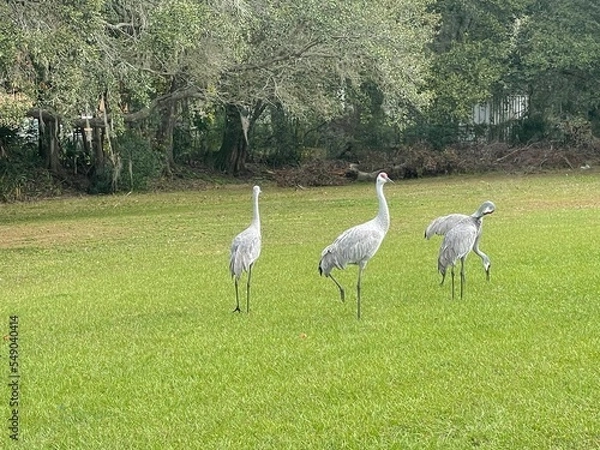 Obraz crane in the grass