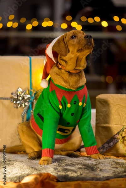 Fototapeta Christmas Dog