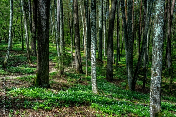 Fototapeta forest in spring
