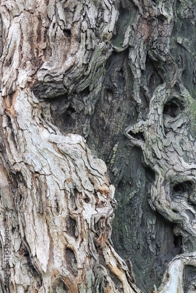 Fototapeta tree bark pattern