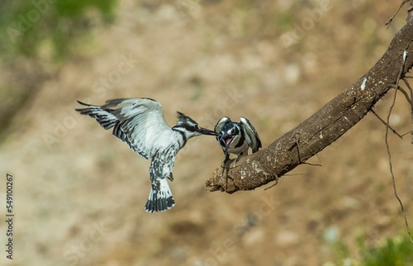 Fototapeta Pied Kingfisher (Ceryle rudis) is a resident bird species living in the southern part of Turkey. He won't migrate.
