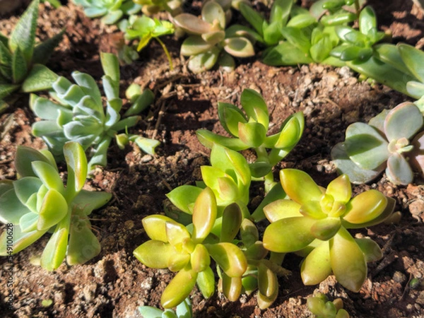 Obraz succulents in concrete pot