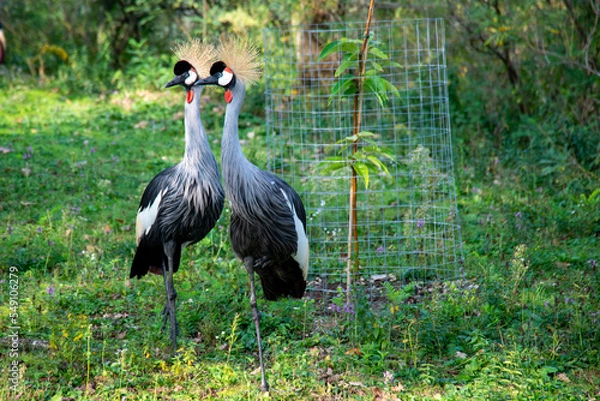 Obraz eupilio isola cipressi