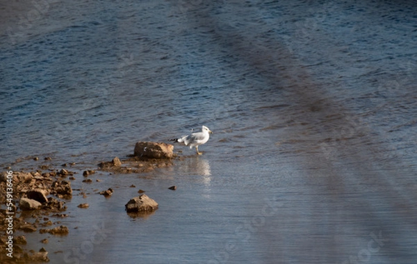 Fototapeta Ring Billed Gull