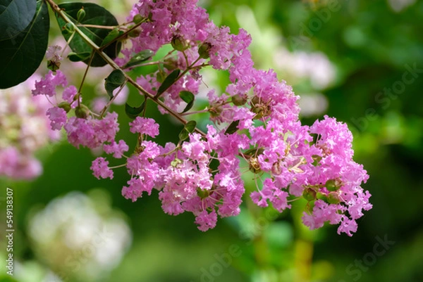 Obraz サルスベリ（百日紅）