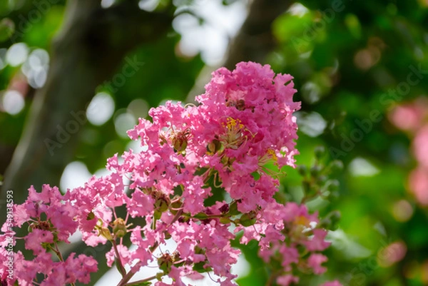 Obraz サルスベリ（百日紅）