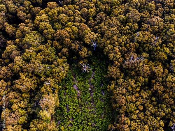 Obraz Forrest from above - Western Australia
