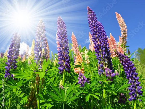 Fototapeta Lupines, spring flowers in the mountains