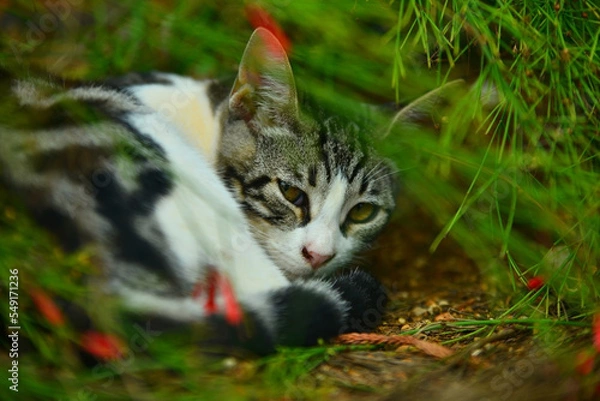 Obraz cat on the grass
