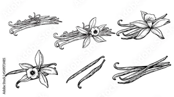 Fototapeta Hand drawn sketch style vanilla set. Vanilla pods and flowers. Best for culinary and aromatherapy, cosmetics designs. Vector illustrations collection.