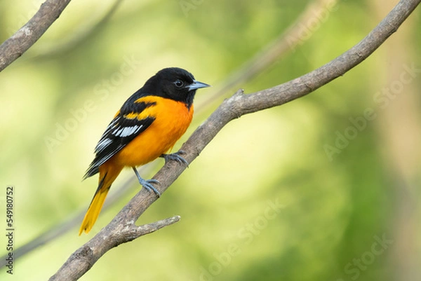 Fototapeta Baltimore oriole (Icterus galbula) is a small icterid blackbird common in eastern North America as a migratory breeding bird.