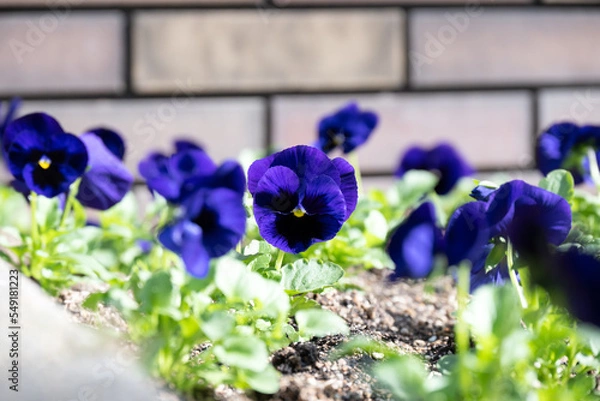 Obraz 都市の花壇の様子