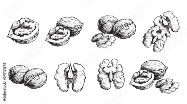 Fototapeta Hand drawn sketch style walnut set. Organic healthy food. Best for package and food design. Nuts vector illustrations isolated on white background.