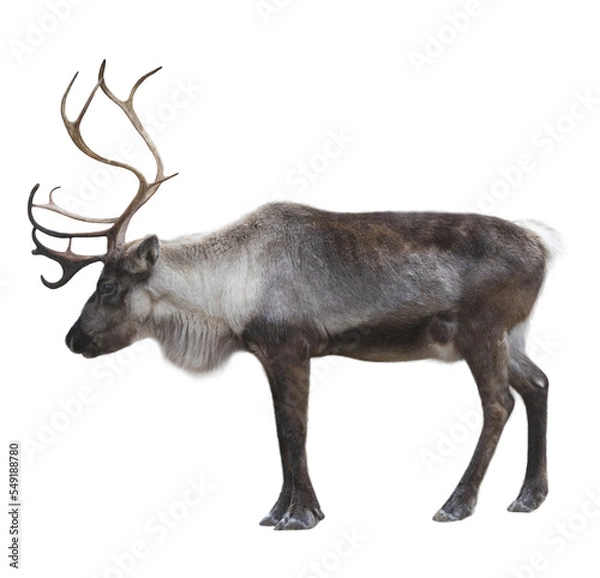 Obraz Reindeer PNG file