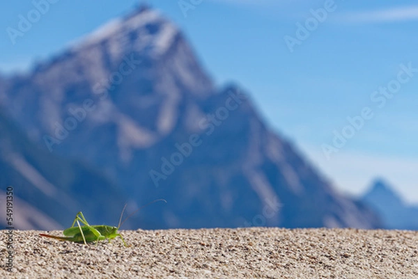 Obraz Grashüpfer in den Dolomiten