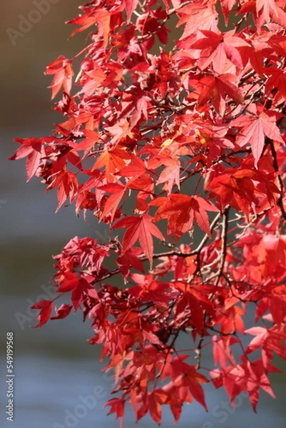 Fototapeta 奈良公園の綺麗な紅葉