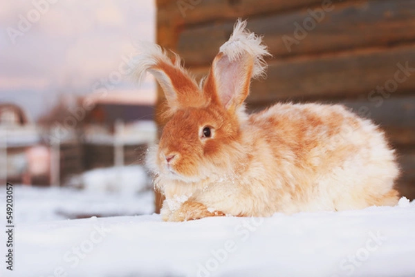 Obraz A red fluffy rabbit in the snow in nature. The symbol of the new year.