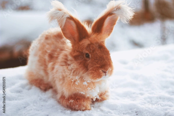 Obraz A red fluffy rabbit in the snow in nature. The symbol of the new year.