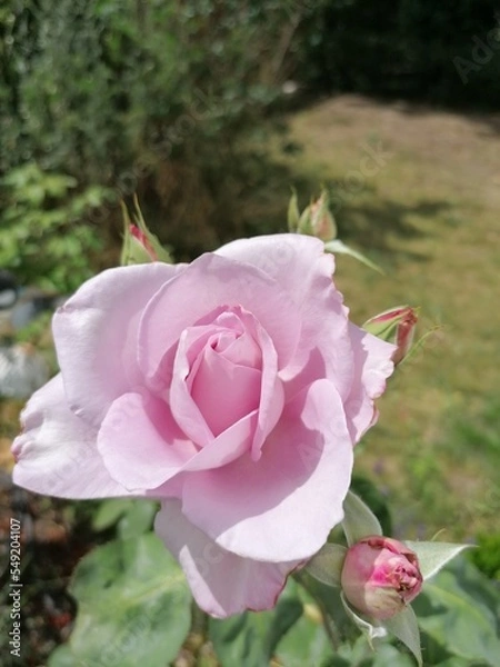 Obraz Rose "Mainzer Fastnacht"